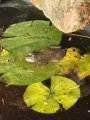 Frogs in attendance